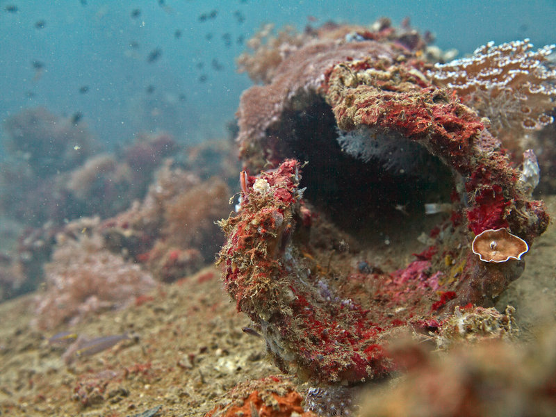 Wreck, Japanese Patrolboat